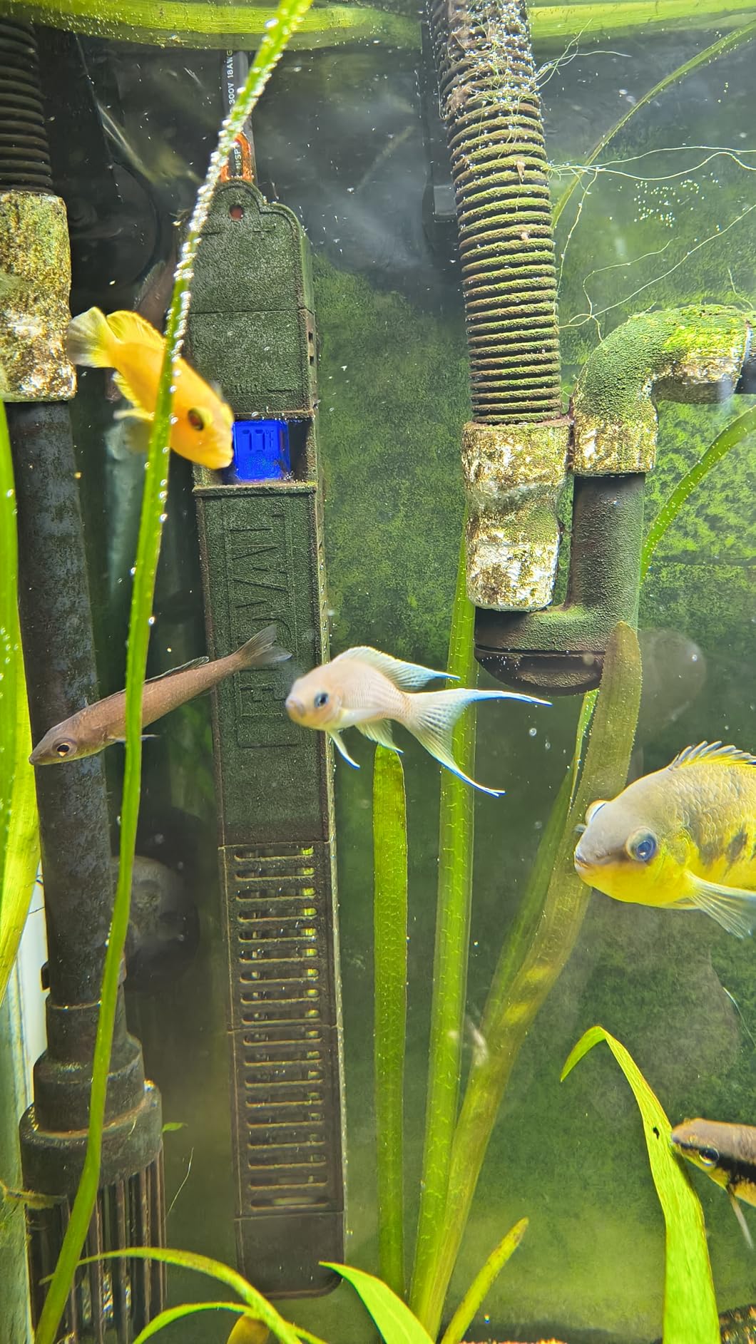 Fluval E 300 Watt Electronic Heater customer photo 1