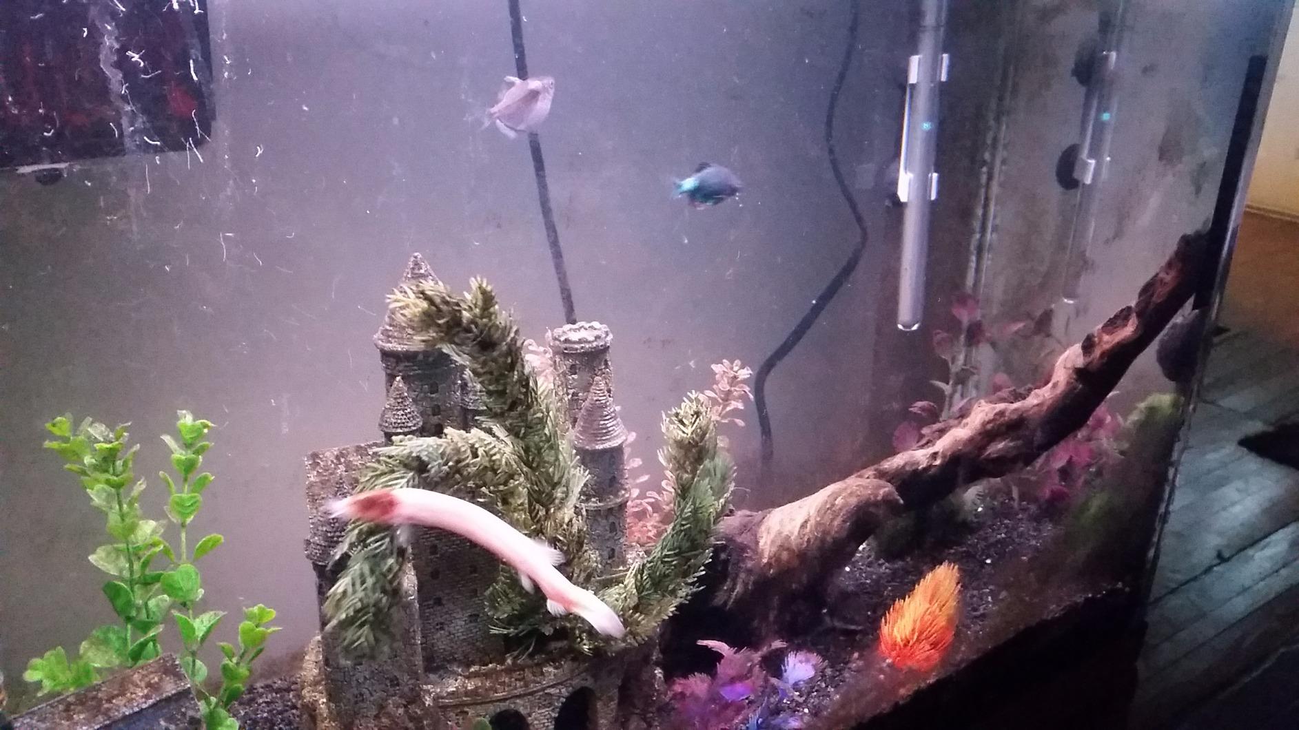 Fluval M 200-Watt Submersible Aquarium Heater - High-Performance, Compact Heating with Mirror Technology customer photo 2