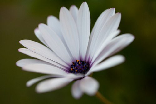 Canon EF 100mm f/2.8L IS USM Macro Lens customer photo 1