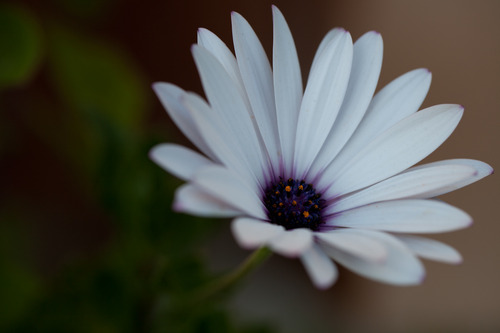 Canon EF 100mm f/2.8L IS USM Macro Lens customer photo 2