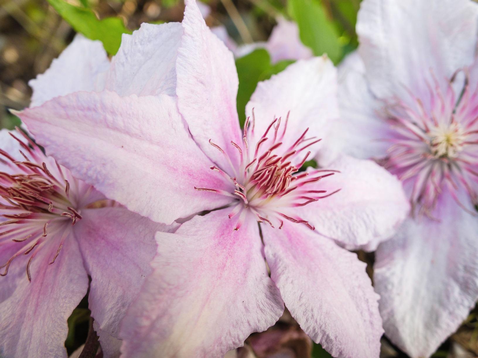 NEEWER 43 Inch/110 Centimeter Light Reflector Diffuser 5 in 1 Collapsible Multi Disc with Bag - Translucent, Silver, Gold, White, and Black for Studio Photography Lighting Outdoor customer photo 2