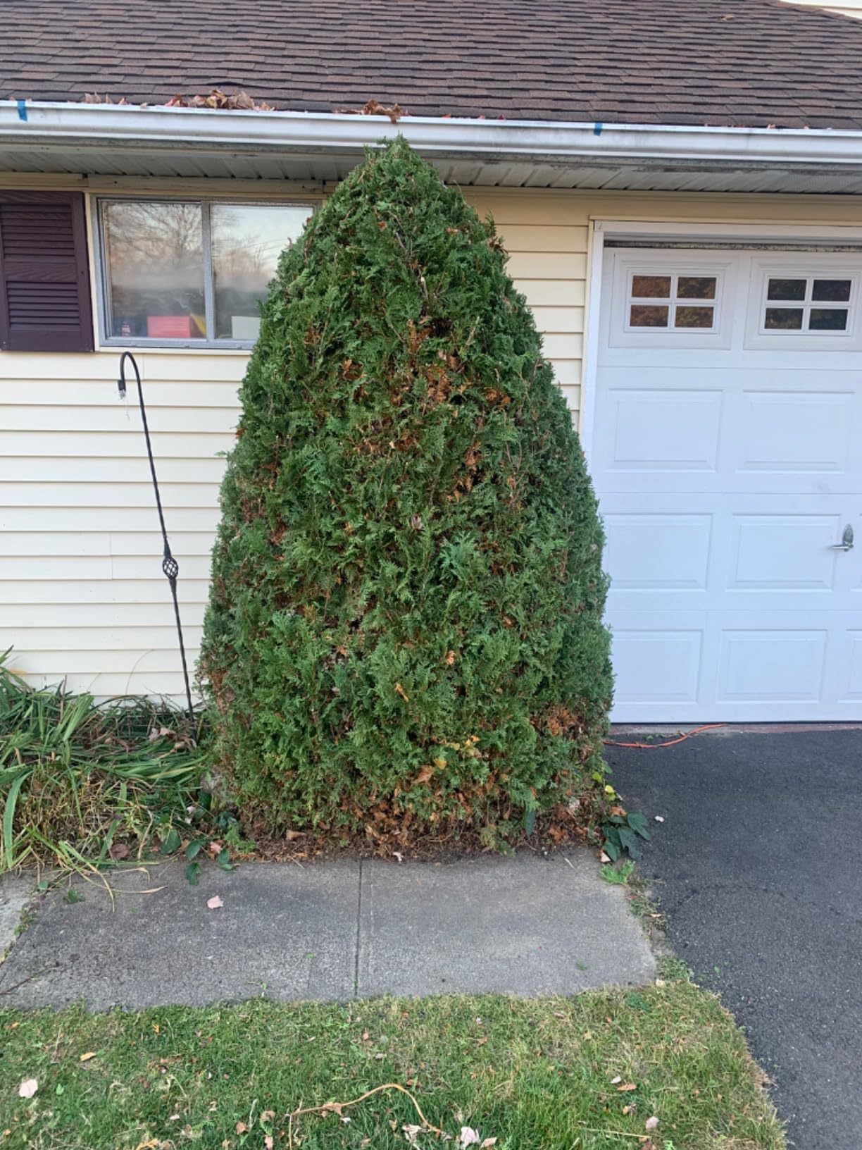 BLACK+DECKER 20V MAX Pole Hedge Trimmer Cordless with Battery and Charger, 18-Inch Dual Action Blade, Extended Long Reach Up to 11 Ft, 180 Degrees Pivoting Head (LPHT120) customer photo 1