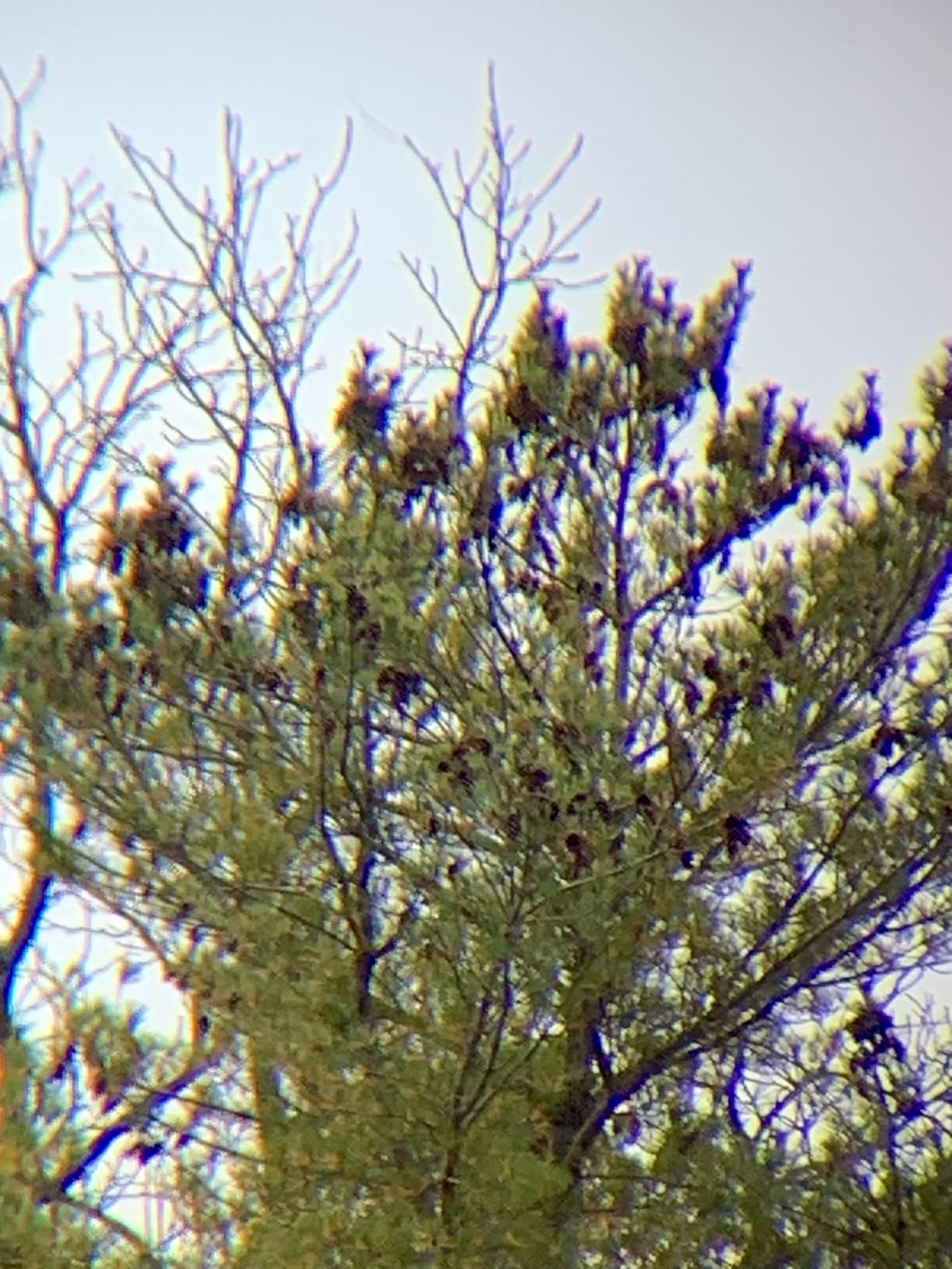 Celestron - Outland X 8x42 Binoculars - Ideal for Birding and Outdoors - 42mm Objective Lenses - Wide 7° Field of View - BaK-4 Prisms - Multi-Coated - Waterproof and Fogproof customer photo 1