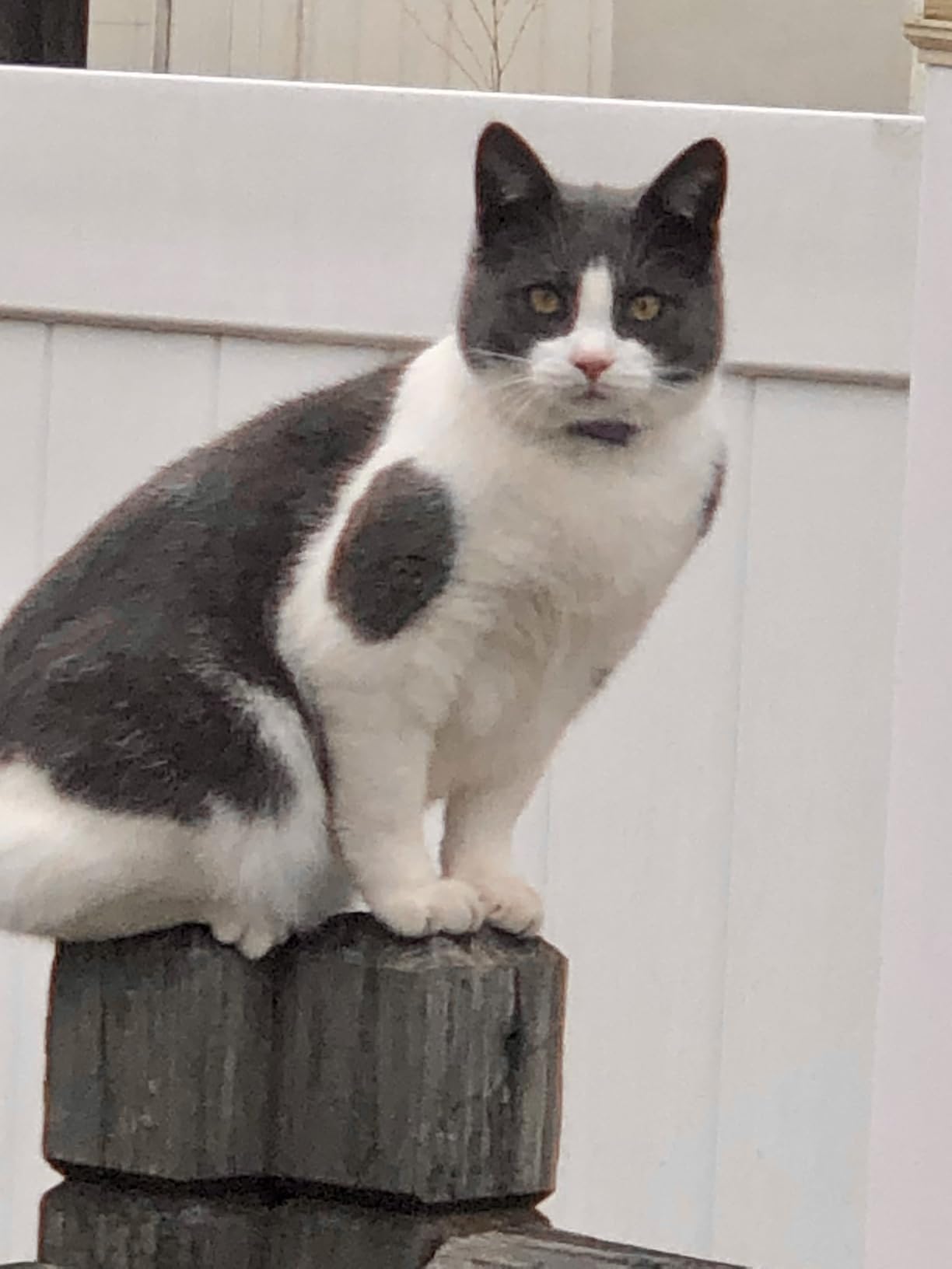 PetSafe Stay & Play Compact Wireless Fence - Covers Up to 3/4 Acre - for Dogs 5lb+ - Portable and No Digging Required customer photo 1