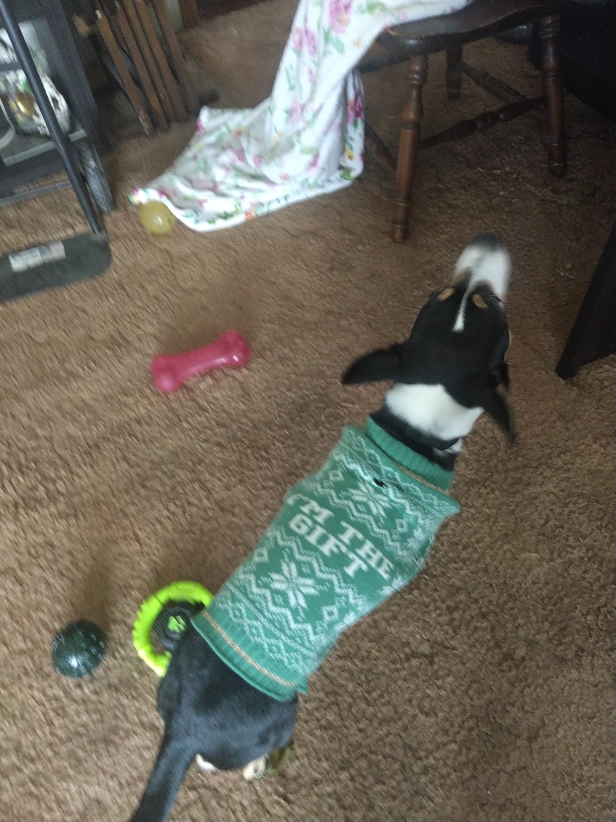 PetSafe Stay & Play Compact Wireless Fence - Covers Up to 3/4 Acre - for Dogs 5lb+ - Portable and No Digging Required customer photo 2