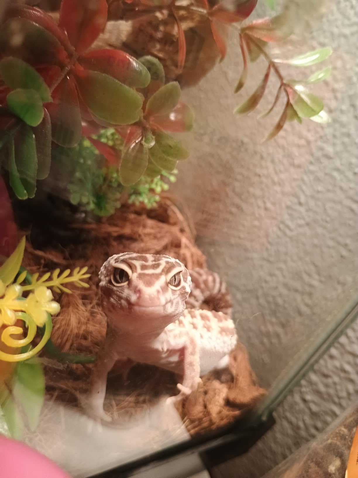 Zilla Pet Reptile Premium Heat Lamp Reflector Dome Fixture, 8.5 Inches customer photo 1