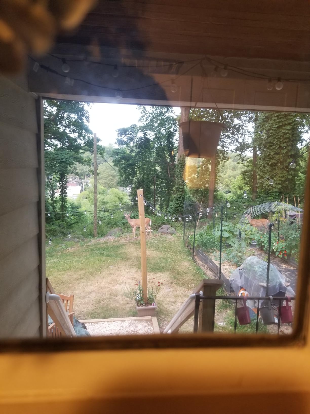 Tenax 084060 2A130002 Deer Fence Kit, 7' x 100' customer photo 2
