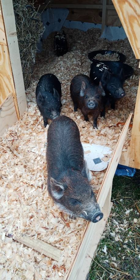 Patriot PE2 Electric Fence Energizer, 0.10 Joule (Original Version) customer photo 1