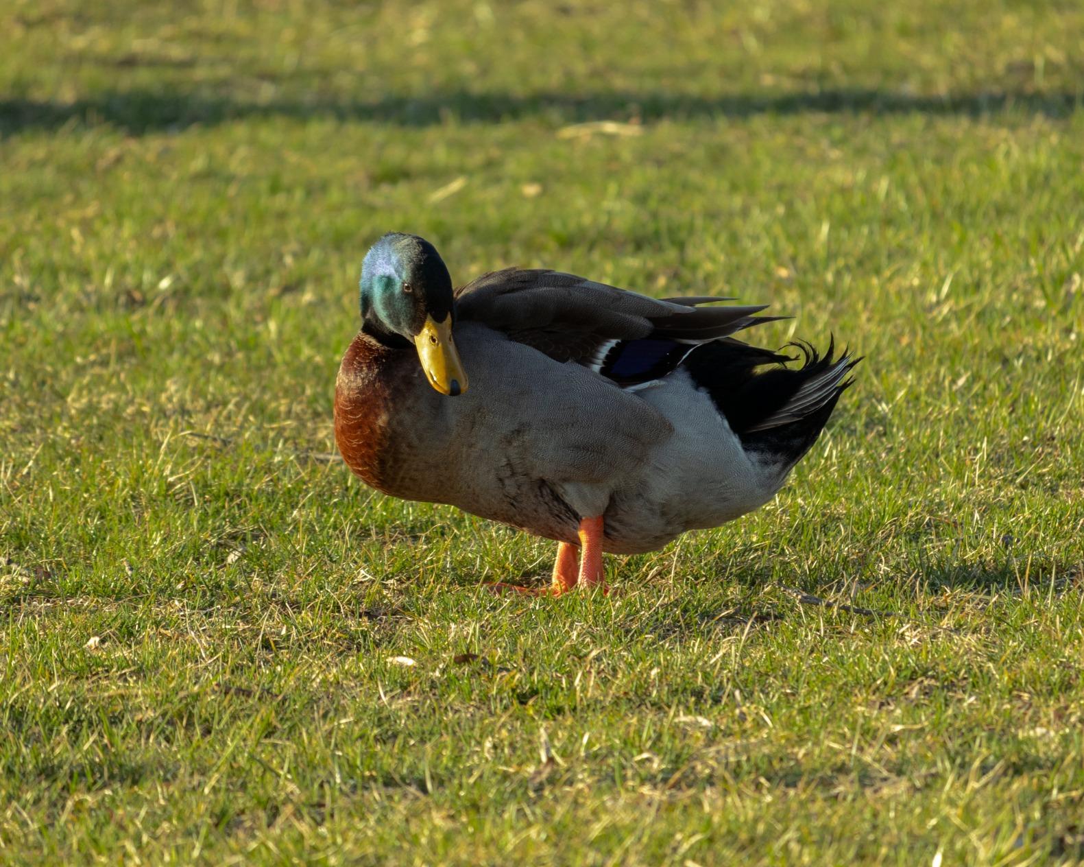 Canon EF-S 55-250mm F4-5.6 is STM, Telephoto, Black customer photo 2