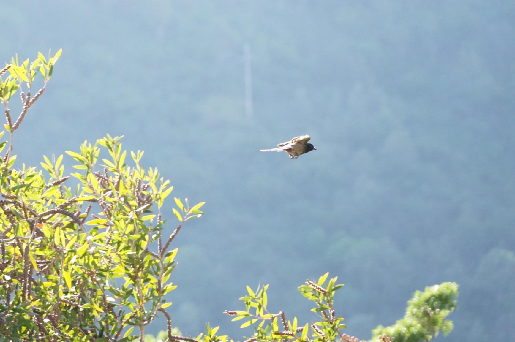 Sony E PZ 18-105mm f/4.0 G OSS Lens for Sony E customer photo 1