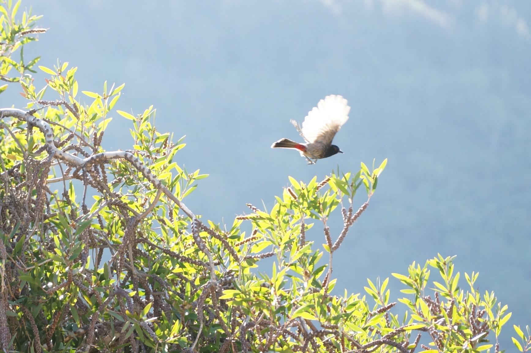 Sony E PZ 18-105mm f/4.0 G OSS Lens for Sony E customer photo 2