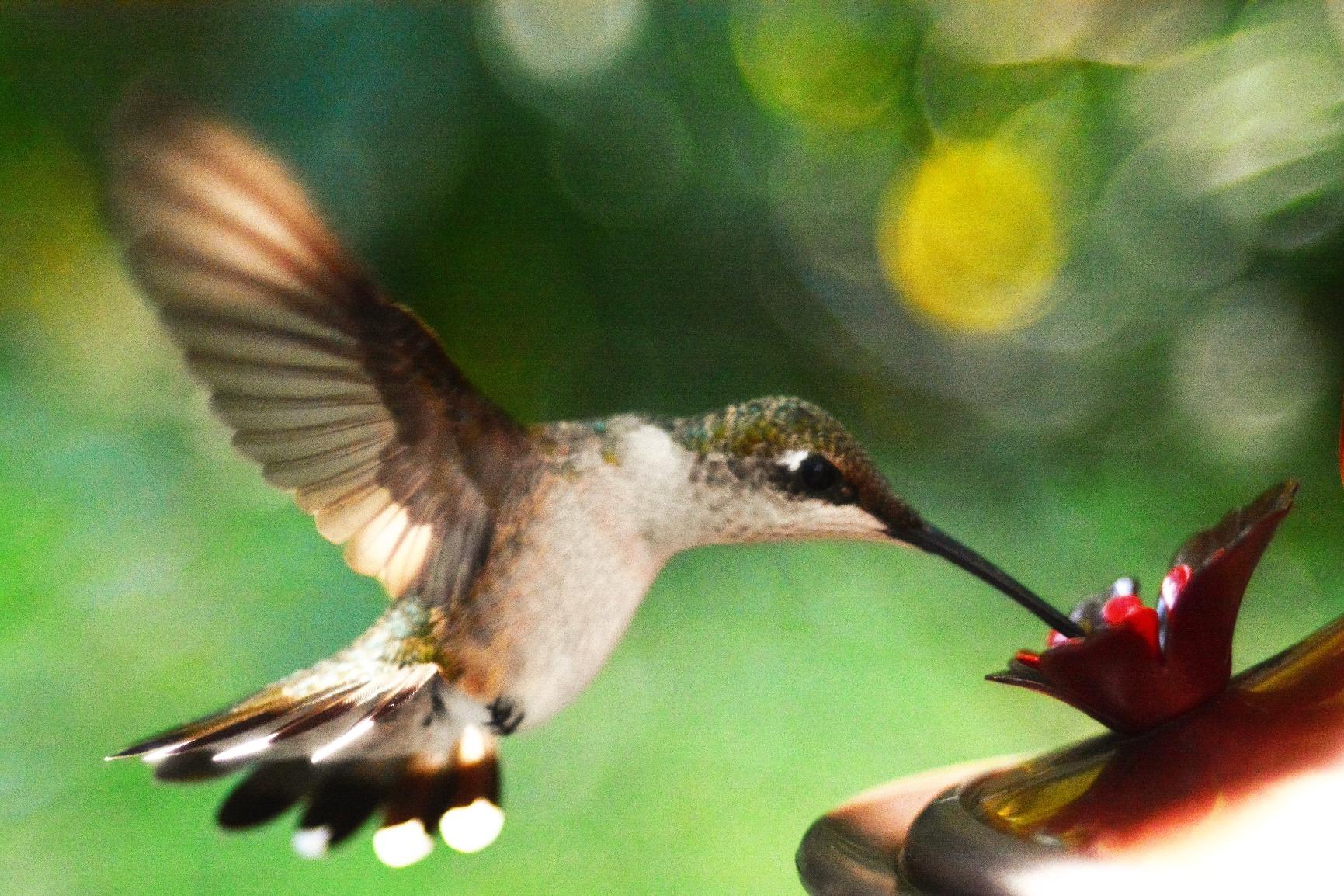 Foto&Tech FTML-L3 Wireless Remote Control Compatible with Nikon D7500 D750 D3400 D3300 D3200 D5500 D5300 D5200 D5100 D7200 D7100 D7000 D610 D600 customer photo 1