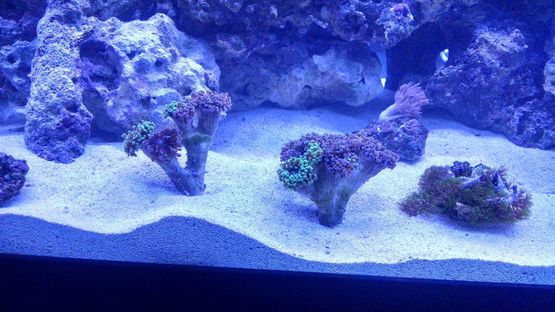 Current USA Orbit Marine LED Saltwater Reef Marine Aquarium Light | 24 Hour IR Lighting & eFlux Wave Pump Control customer photo 1