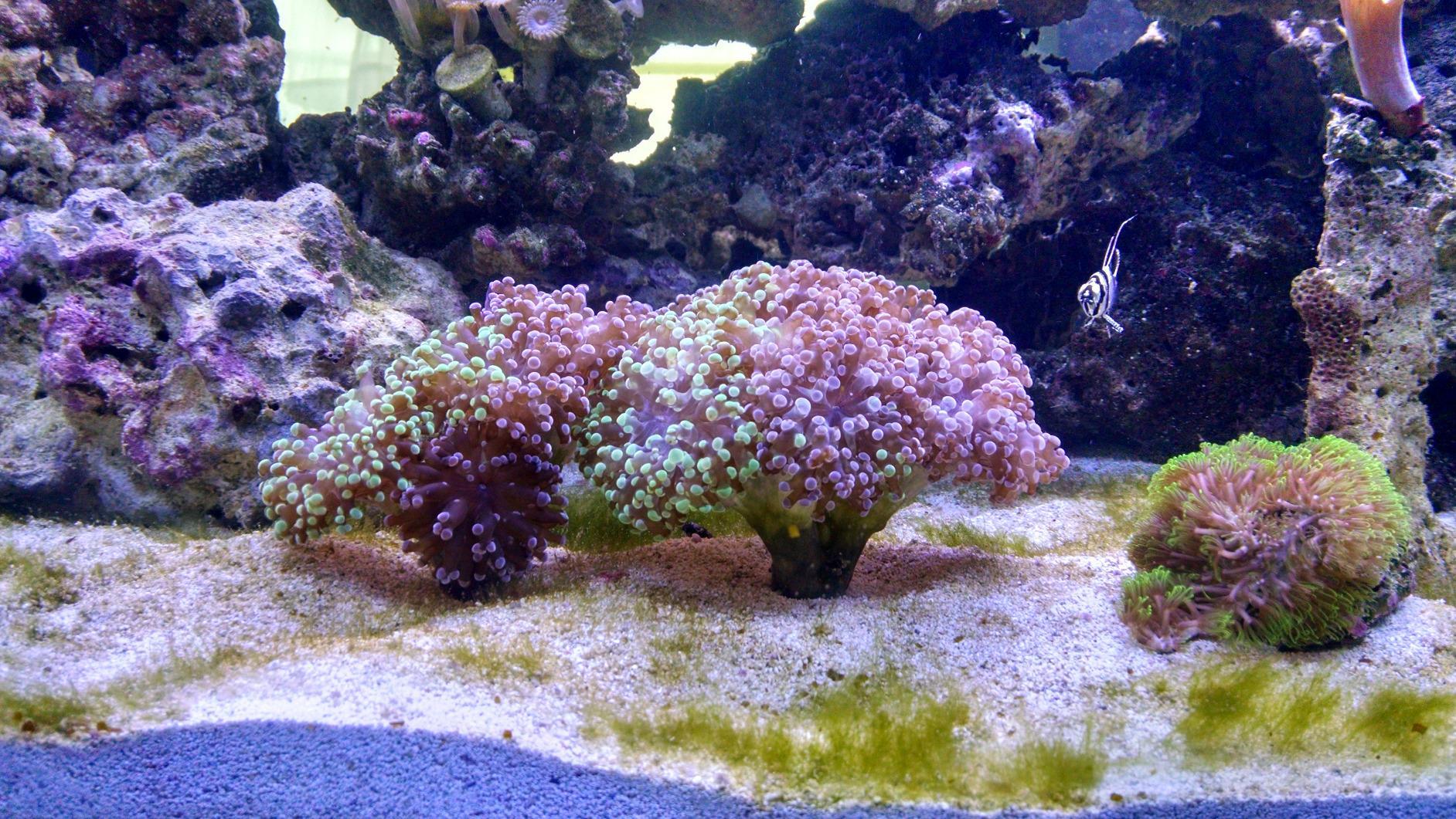 Current USA Orbit Marine LED Saltwater Reef Marine Aquarium Light | 24 Hour IR Lighting & eFlux Wave Pump Control customer photo 2