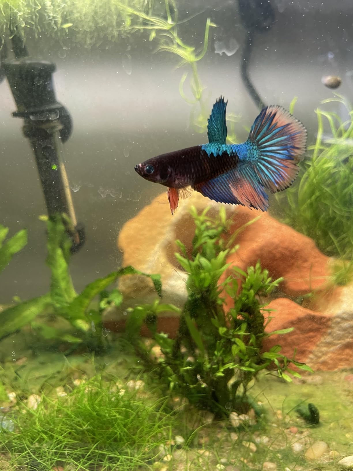 Tetra Submersible Heater With Electronic Thermostat, 200-Watt customer photo 2