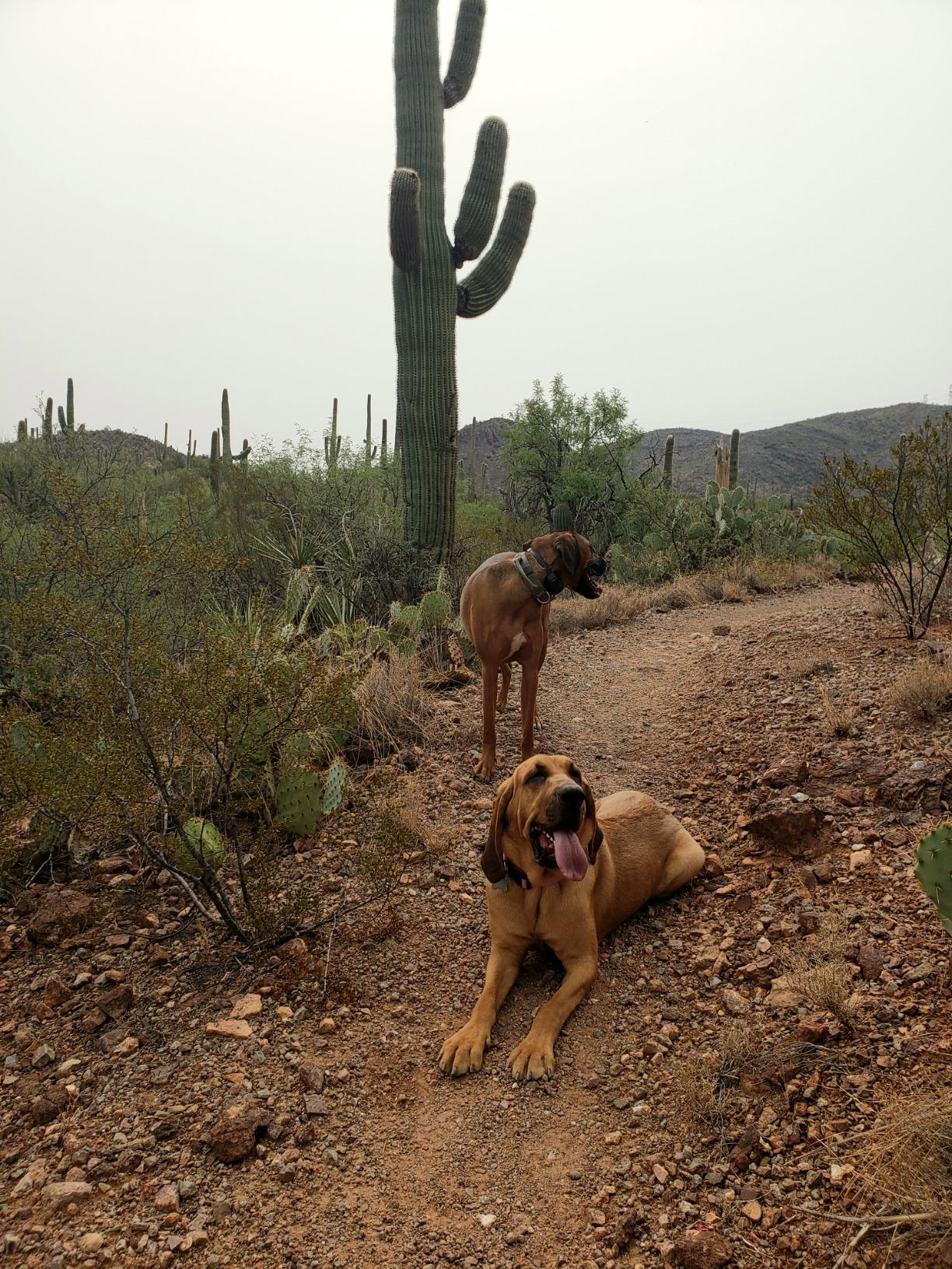Garmin PT10 Dog Device Red Collar (Pro 70/Pro 550) customer photo 2
