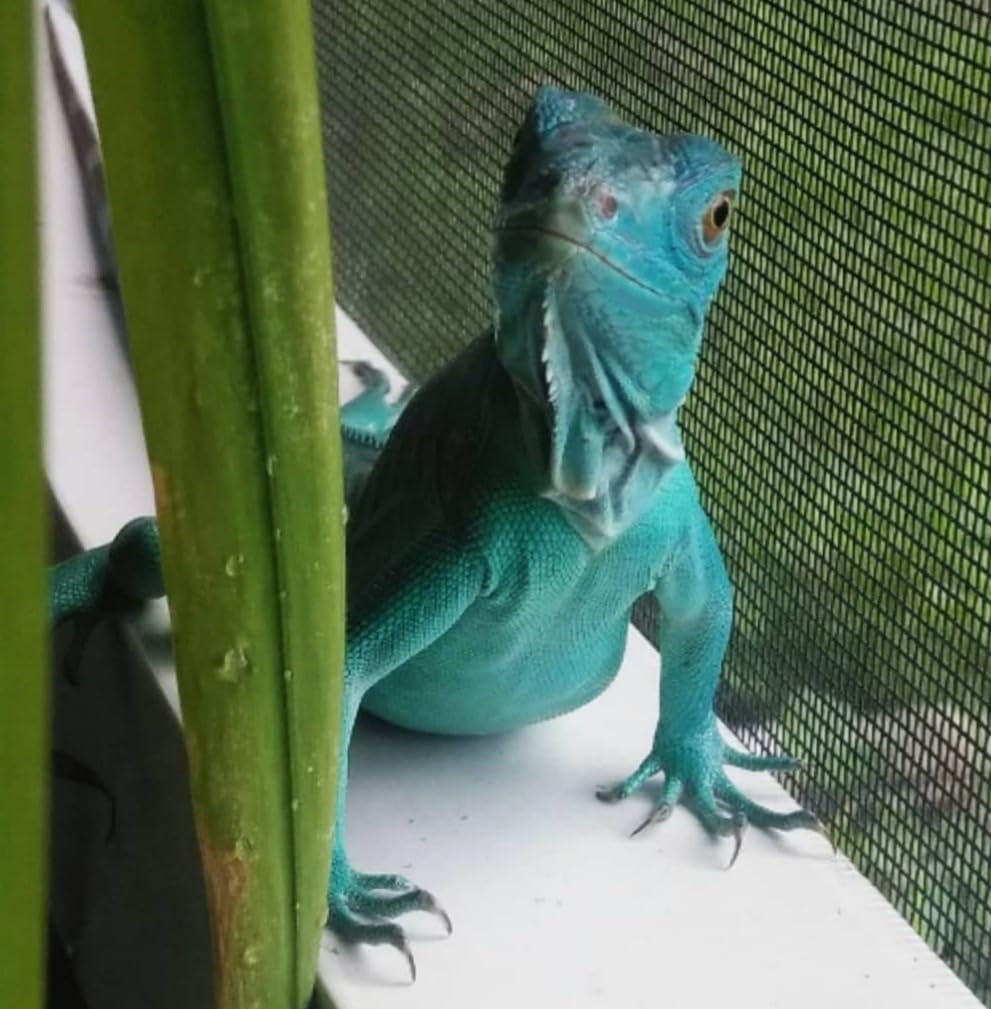 Mega-Ray Mercury Vapor UV Light Bulb/Lamp for Reptile and Amphibian Use Tortoise Lizard, UVA UVB, High-Intensity Heat Bulb of UV and Basking - 160 Watts (120V) customer photo 2