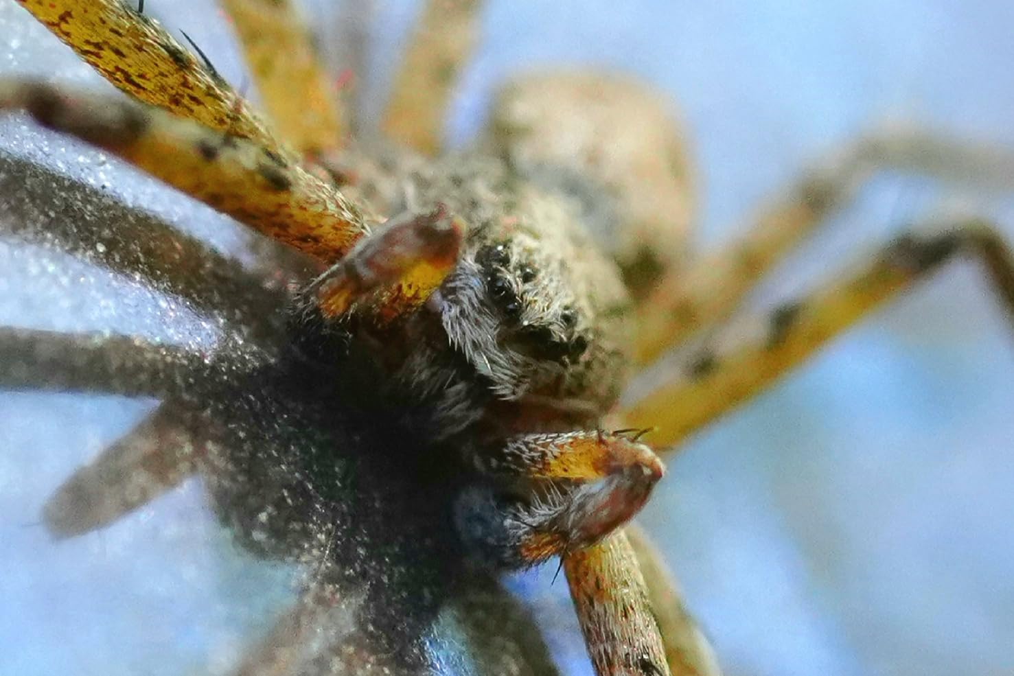 Sony FE 90mm f/2.8 Macro G OSS Lens customer photo 1