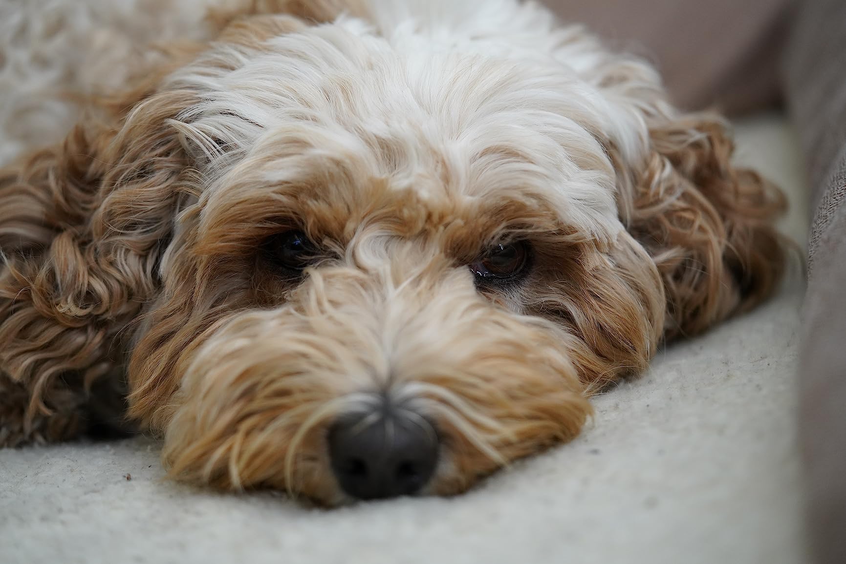 Sony FE 90mm f/2.8 Macro G OSS Lens customer photo 2