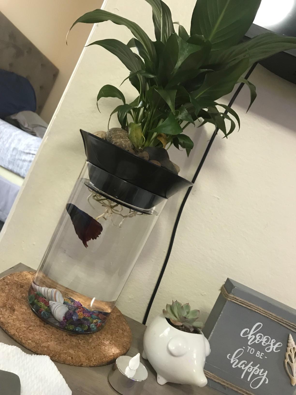 Penn-Plax (APON1) Aquaponic Planter and Aquarium for Betta Fish Tank Promotes Healthy Hydroponic Environment for Plants and Fish customer photo 1