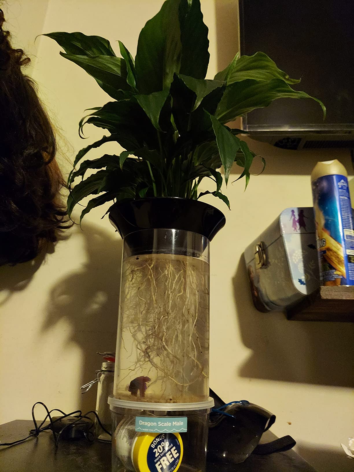 Penn-Plax (APON1) Aquaponic Planter and Aquarium for Betta Fish Tank Promotes Healthy Hydroponic Environment for Plants and Fish customer photo 2