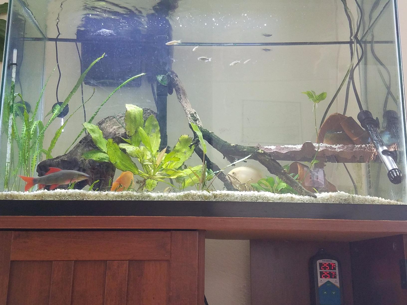 Inkbird ITC-306T Pre-Wired Electronic Heating Thermostat Temperature Controller and 24 Hours Digital Day & Night Cycle Timer Controller for Seed Germination Reptiles Hatching customer photo 1