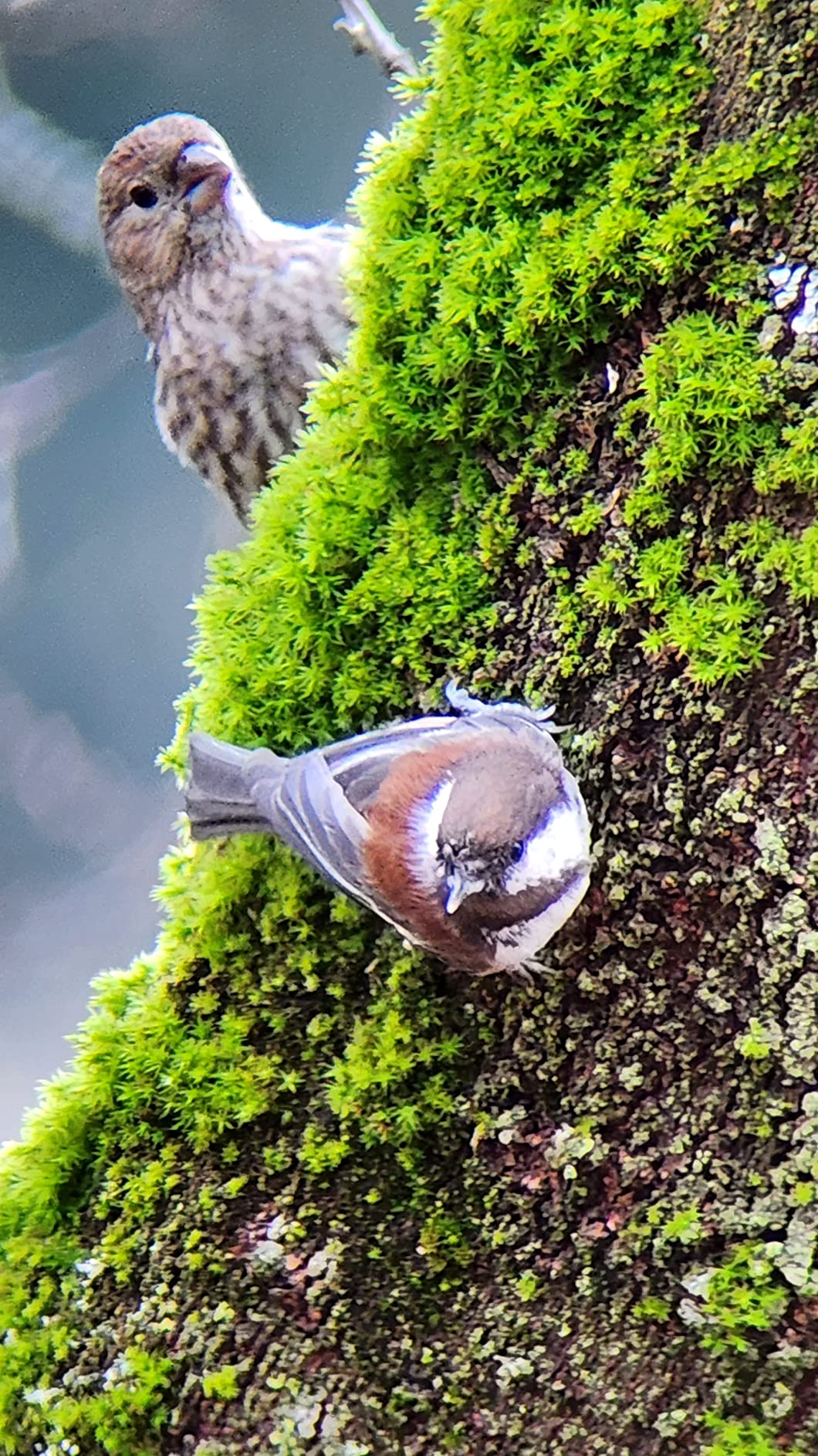 Celestron - TrailSeeker 80 Spotting Scope - 20-60x Zoom Eyepiece - Bright, High-Resolution Viewing with Fully Multi-Coated XLT Optics - Dual Focus & Rotating Tripod Mount - Birding & Wildlife customer photo 1