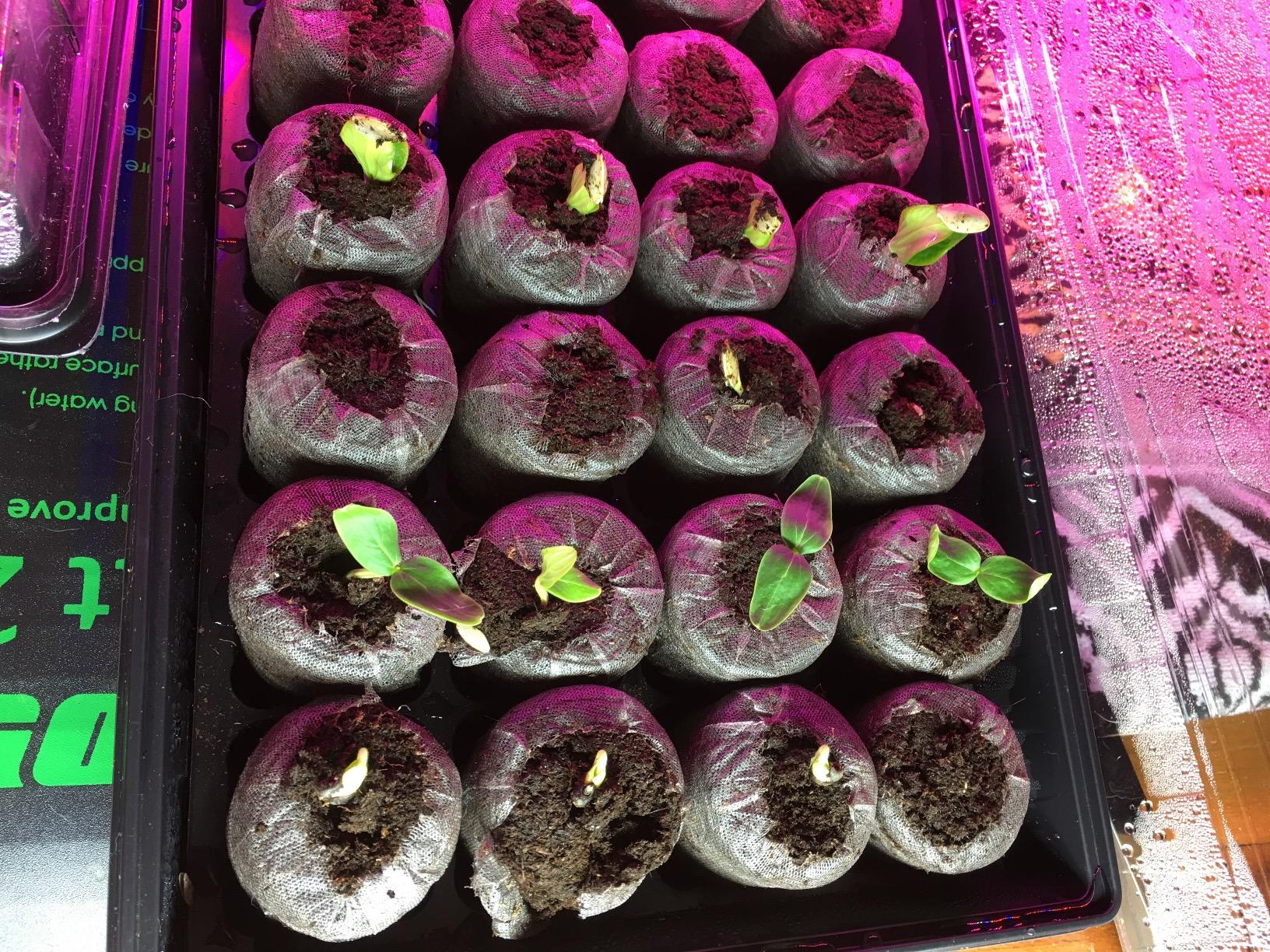 VIVOSUN Digital Heat Mat Thermostat Controller, 40-108°F 1000W for Reptiles, Seedlings, Germination, Incubation and Fermentation customer photo 2