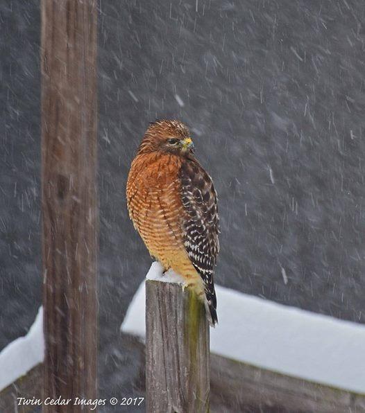 Movo GH800 Carbon Fiber Professional Gimbal Tripod Head with Arca-Swiss Quick-Release Plate - for Outdoor Bird/Wildlife Photography customer photo 1