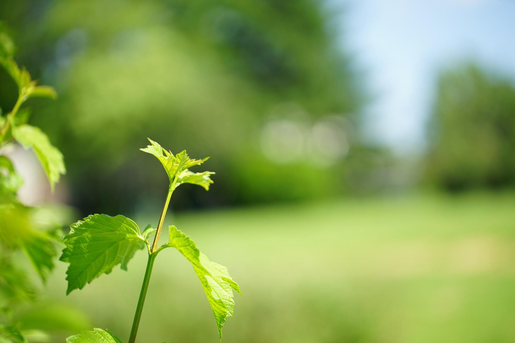 Sigma Mount Converter MC-11 For Use With Canon SGV Lenses for Sony E customer photo 1