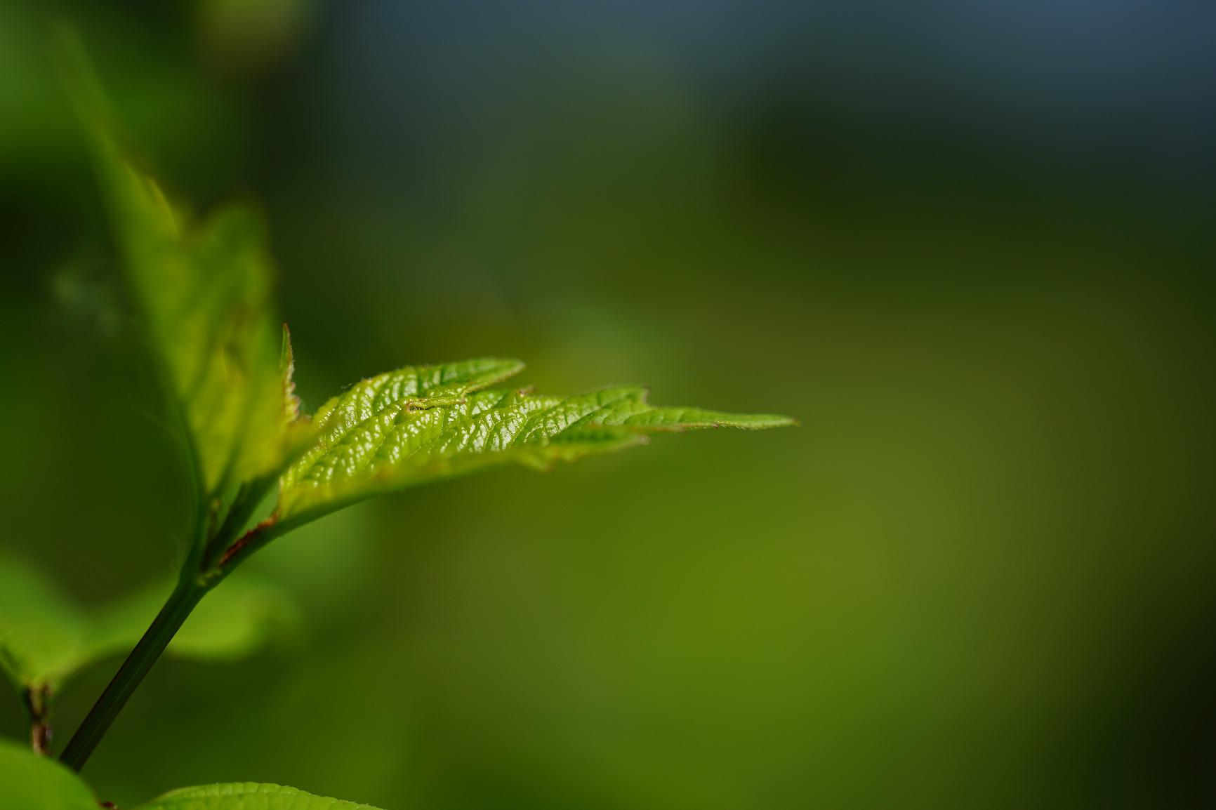 Sigma Mount Converter MC-11 For Use With Canon SGV Lenses for Sony E customer photo 2