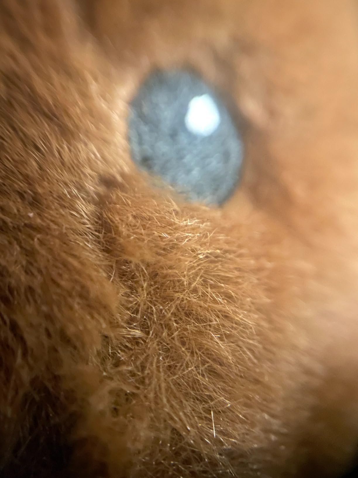 Phone Lens, by Ailun, 3 in 1 Clip on 180 Degree Fish Eye Lens+0.65X Wide Angle+10X Macro Lens, Universal HD Camera Lens Kit for Mobile Phone customer photo 1