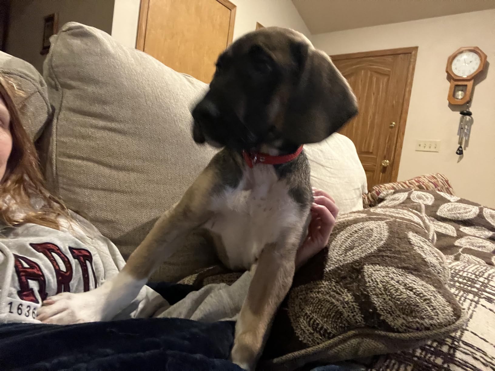 Wisdom Panel Breed Discovery Dog DNA Kit: Most Accurate Dog Breed Identification, Test for 365+ Breeds, MDR1 Health Test, Ancestry, Relatives customer photo 2