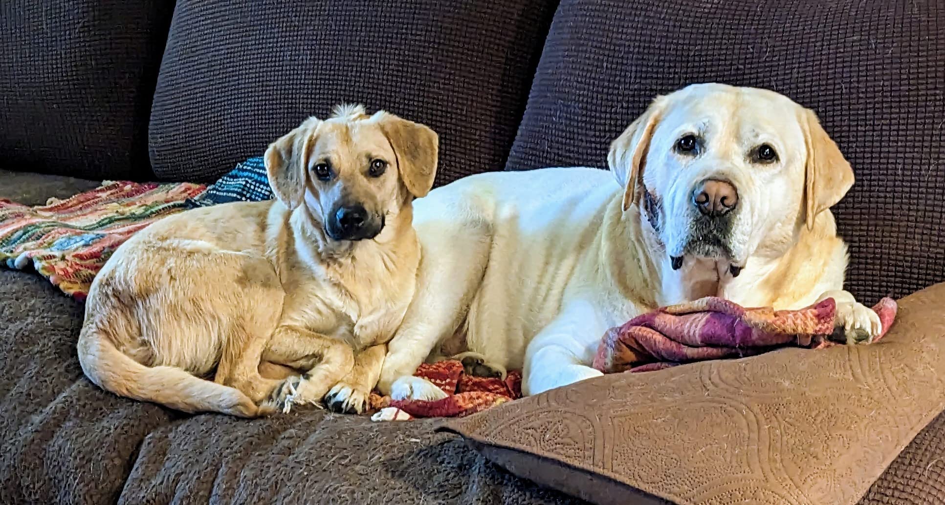 Embark Breed & Health Kit - Dog DNA Testing Kit - Discover Breed, Ancestry, Relative Finder, Genetic Health, Traits, Allergy Risk Scores customer photo 1