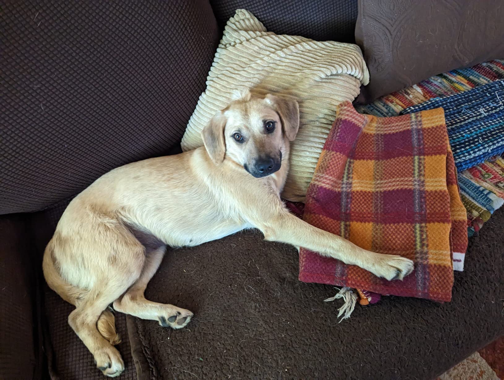 Embark Breed & Health Kit - Dog DNA Testing Kit - Discover Breed, Ancestry, Relative Finder, Genetic Health, Traits, Allergy Risk Scores customer photo 2