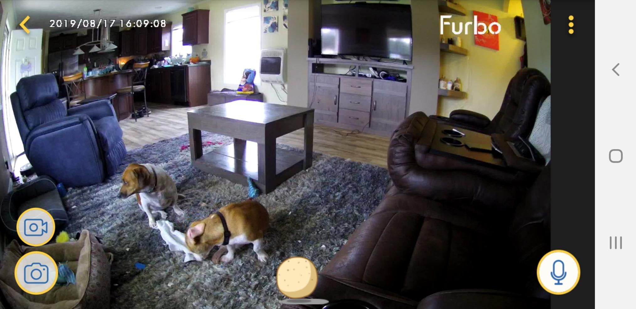 Furbo Dog Camera: Treat Tossing, Full HD Wifi Pet Camera and 2-Way Audio, Designed for Dogs, Compatible with Alexa (As Seen On Ellen) customer photo 1