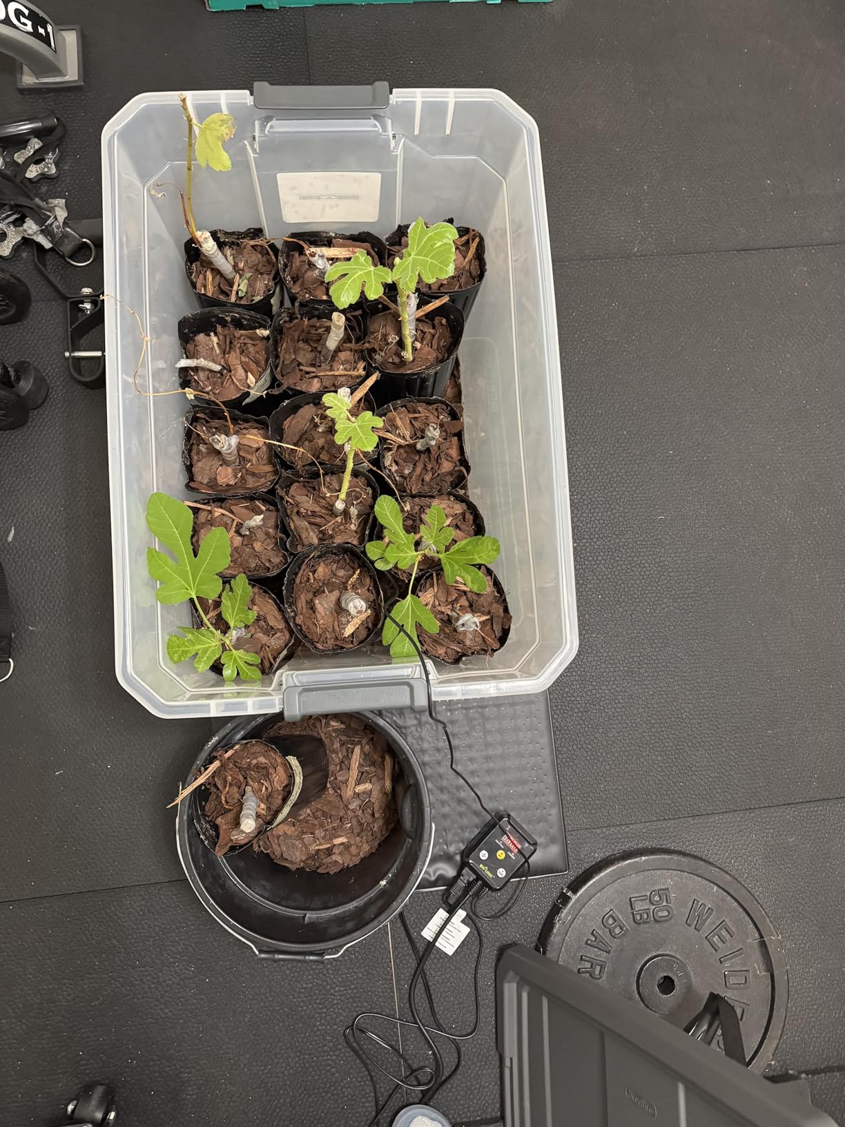 BN-LINK Reptile Thermostat Temperature Controller, Digital Heat Mat Thermostat for Seed Starting, Plant Germination, Greenhouse, Incubator, Brooder, Brewing, Reptiles Tank, 40-108°F, 1000W, ETL Listed customer photo 2