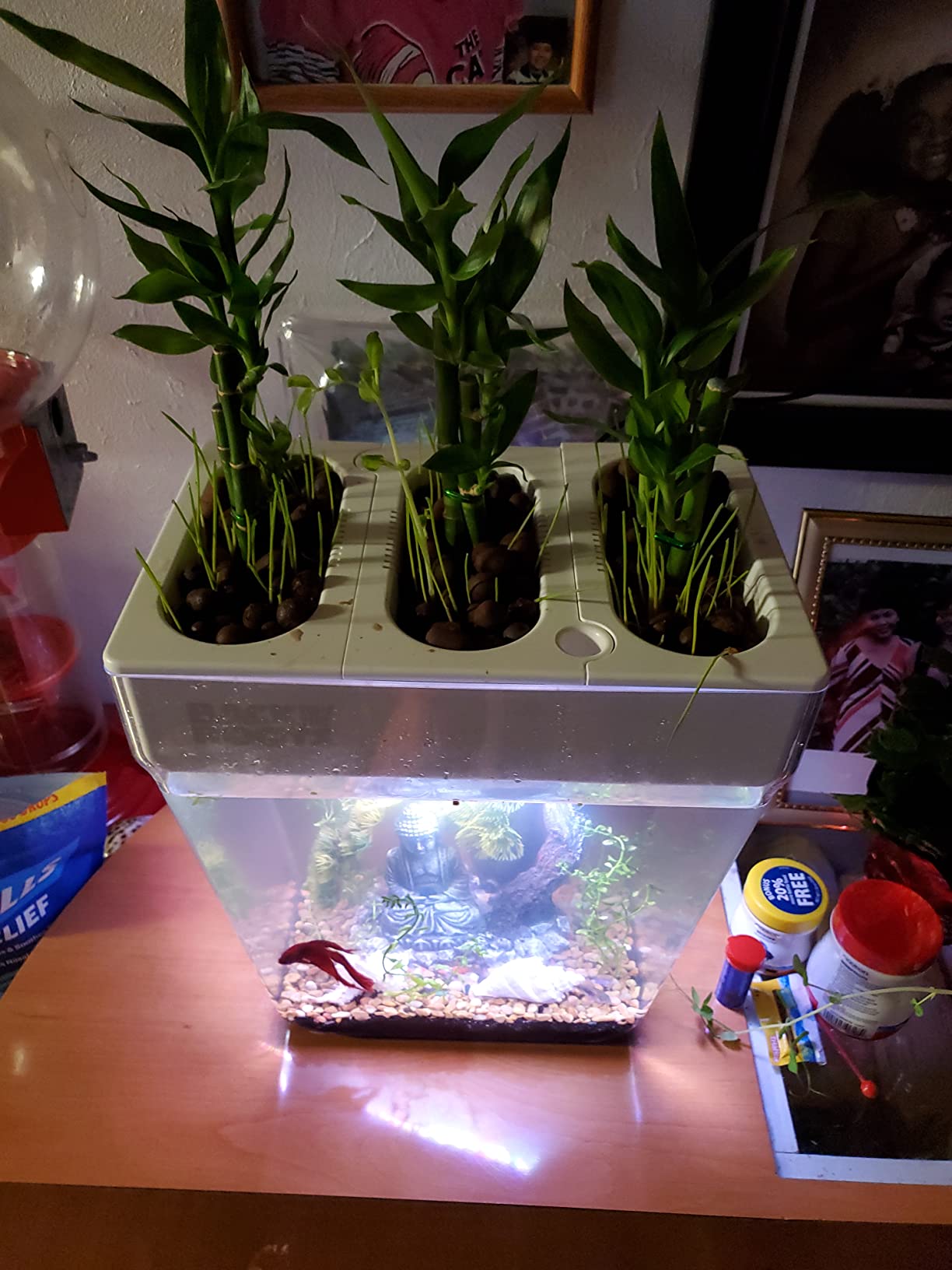 Back to the Roots Indoor Aquaponic Garden - 3 Gallon Self Watering, Mess-Free Planter and Self-Cleaning Fishtank for Herbs, Microgreens, Bamboo, Succulents, and Houseplants, support Fish customer photo 2