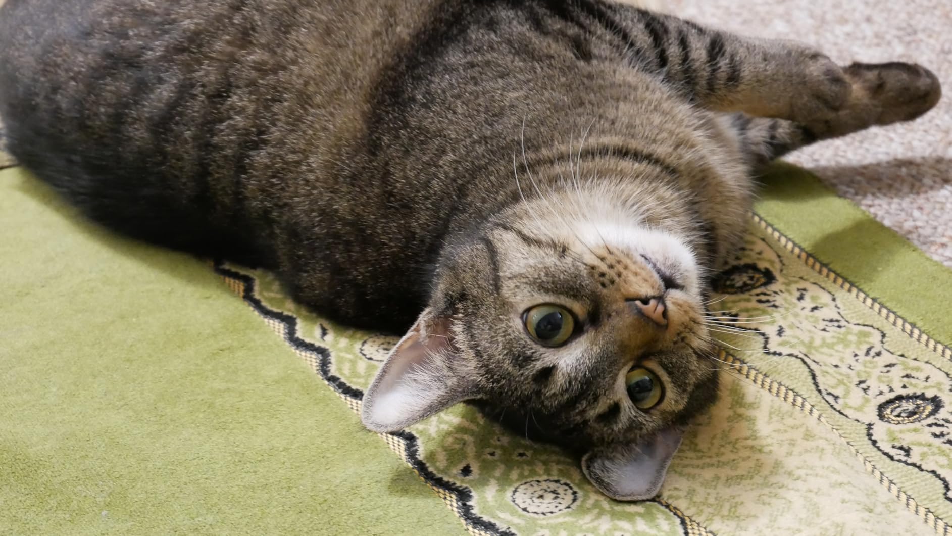 LUMIX G85 4K Digital Camera, 12-60mm Power O.I.S. Lens, 16 Megapixel Mirrorless Camera, 5 Axis In-Body Dual Image Stabilization, 3-Inch Tilt and Touch LCD, DMC-G85MK customer photo 2