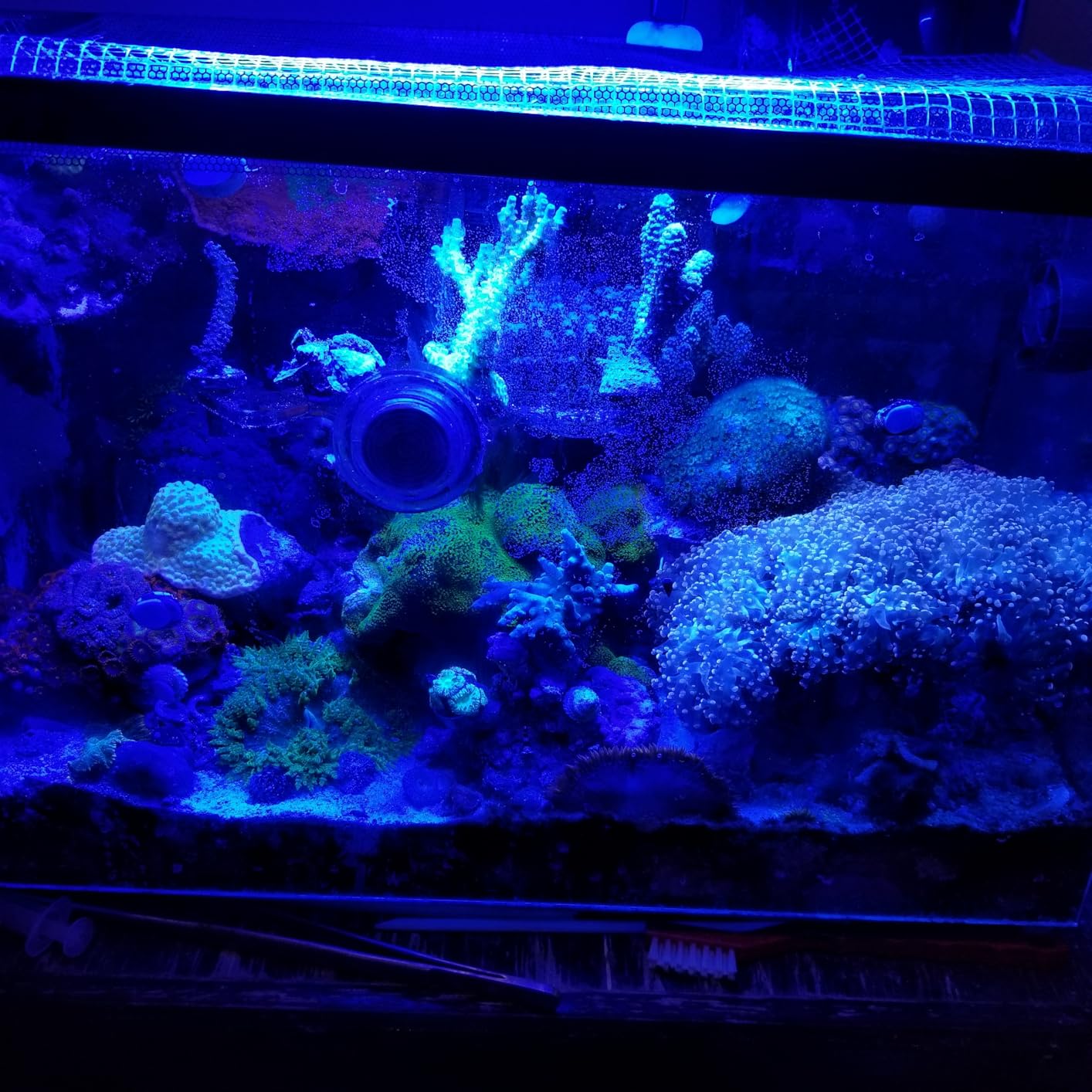 Fluval Evo XII Saltwater Aquarium Kit, 13.5 Gal. - Saltwater Fish Tank with Reef-Capable LED, Efficient 3-Stage Filtration and Seamlessly Integrated Hardware customer photo 2