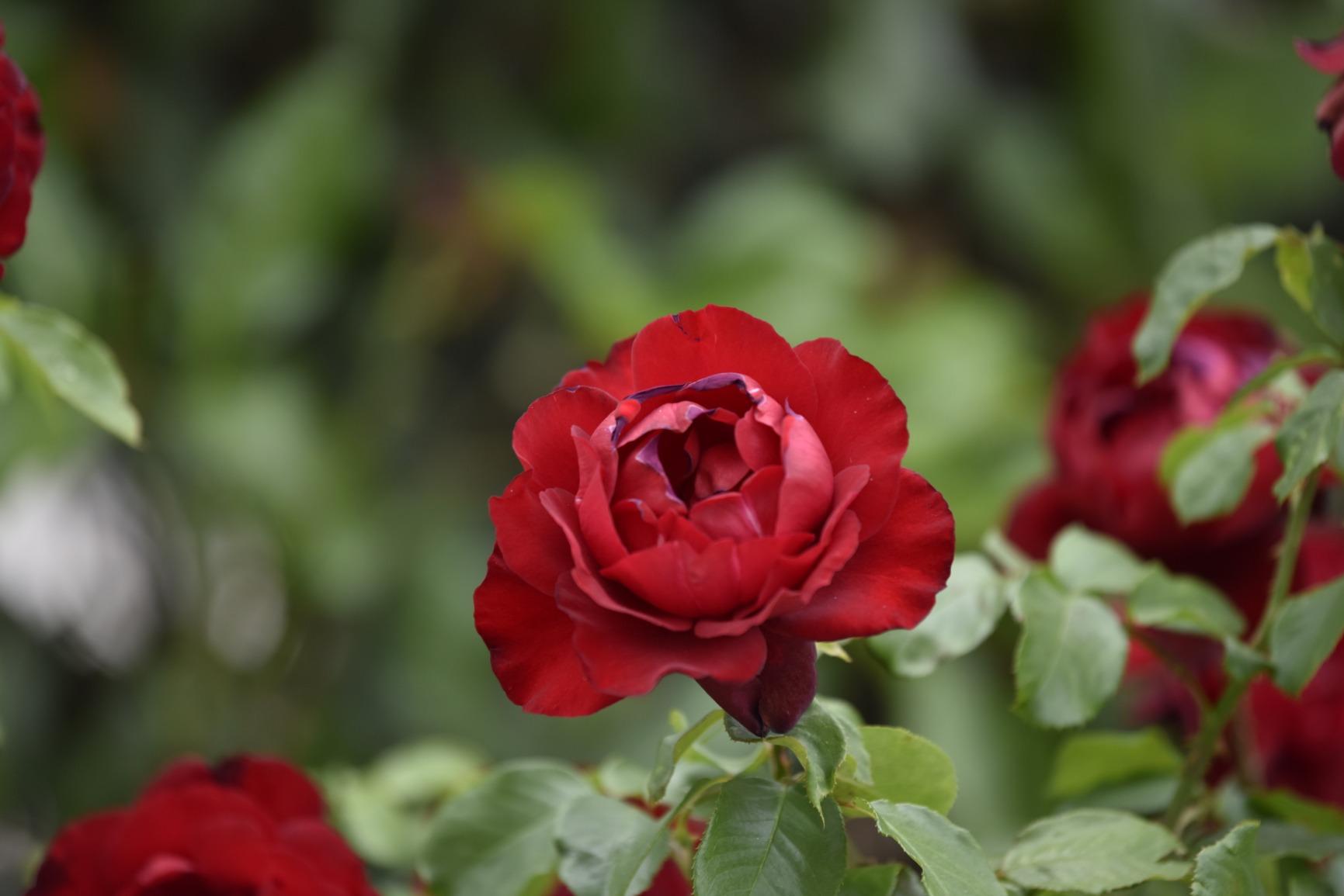 Nikon AF-S NIKKOR 70-200mm f/2.8E FL ED VR Lens customer photo 1