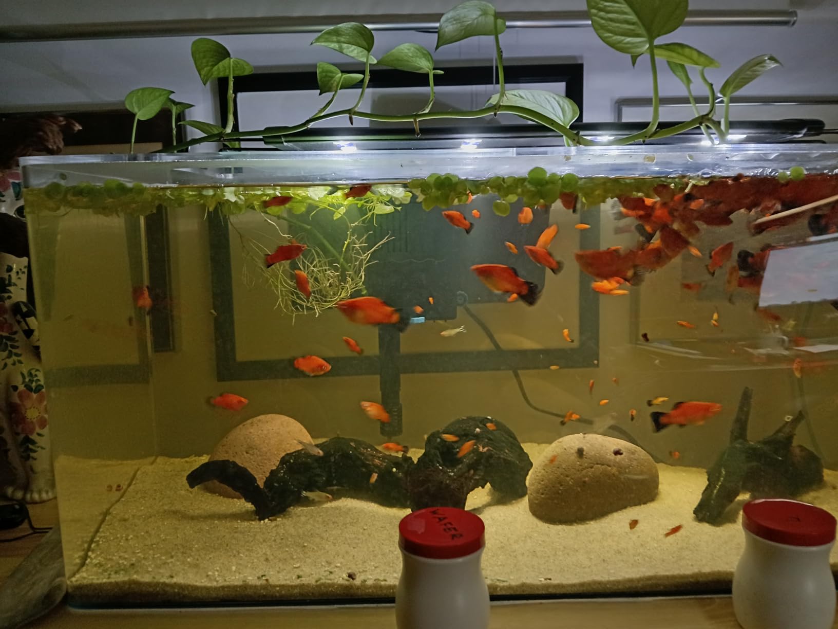 SeaChem Tidal 75 Gallon Large Aquarium Fish Tank Filter by Sicce customer photo 1