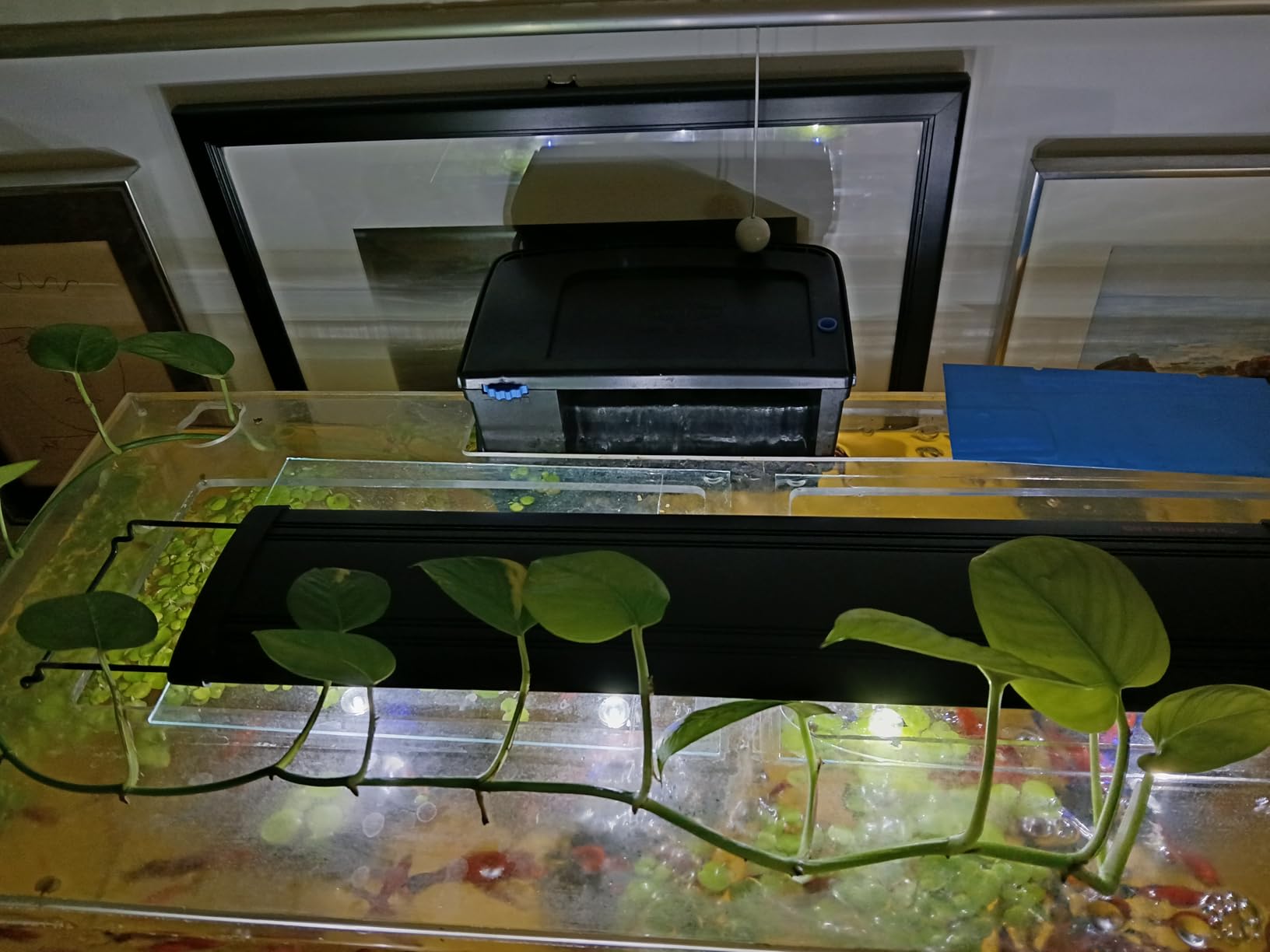 SeaChem Tidal 75 Gallon Large Aquarium Fish Tank Filter by Sicce customer photo 2