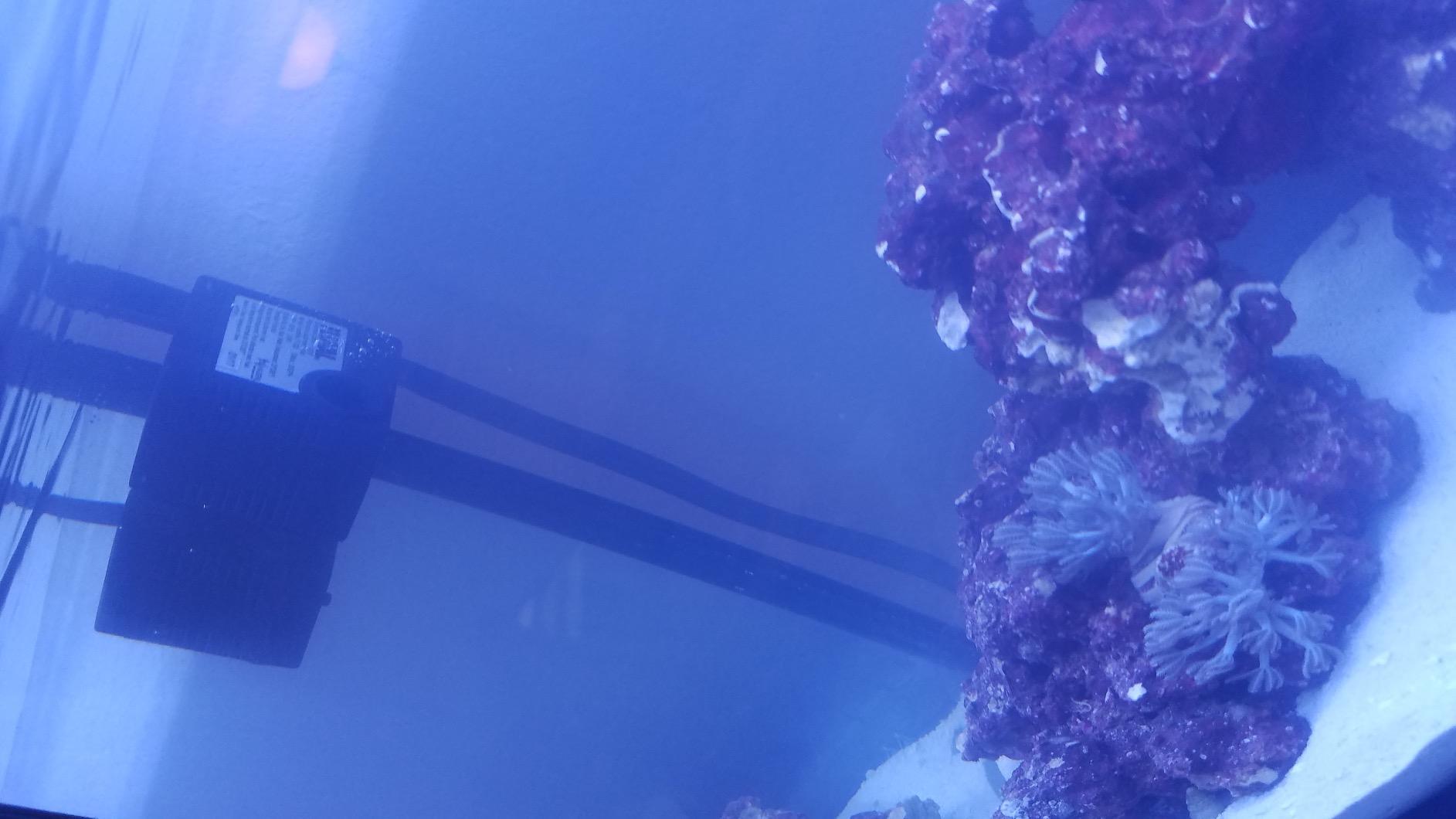 Fluval Sea Evo V Saltwater Fish Tank Aquarium Kit, Black, 5 gal customer photo 2