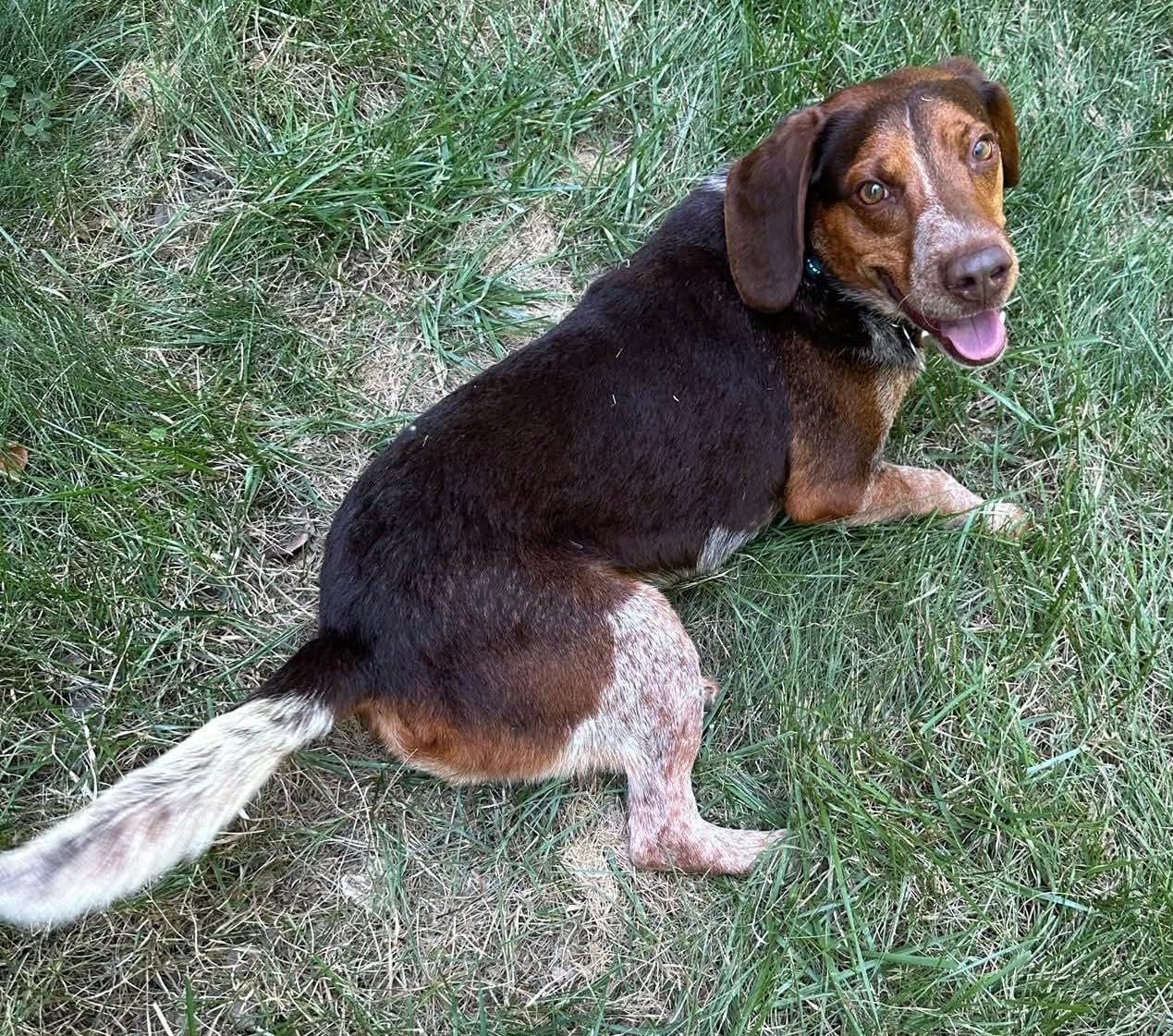 DNA MY DOG - Genetic Age and Breed Test - Trusted & Affordable Breed Identification | 350+ Breeds Identified with 99%+ Accuracy | Plus Genetic Age Test, Wolf DNA customer photo 1