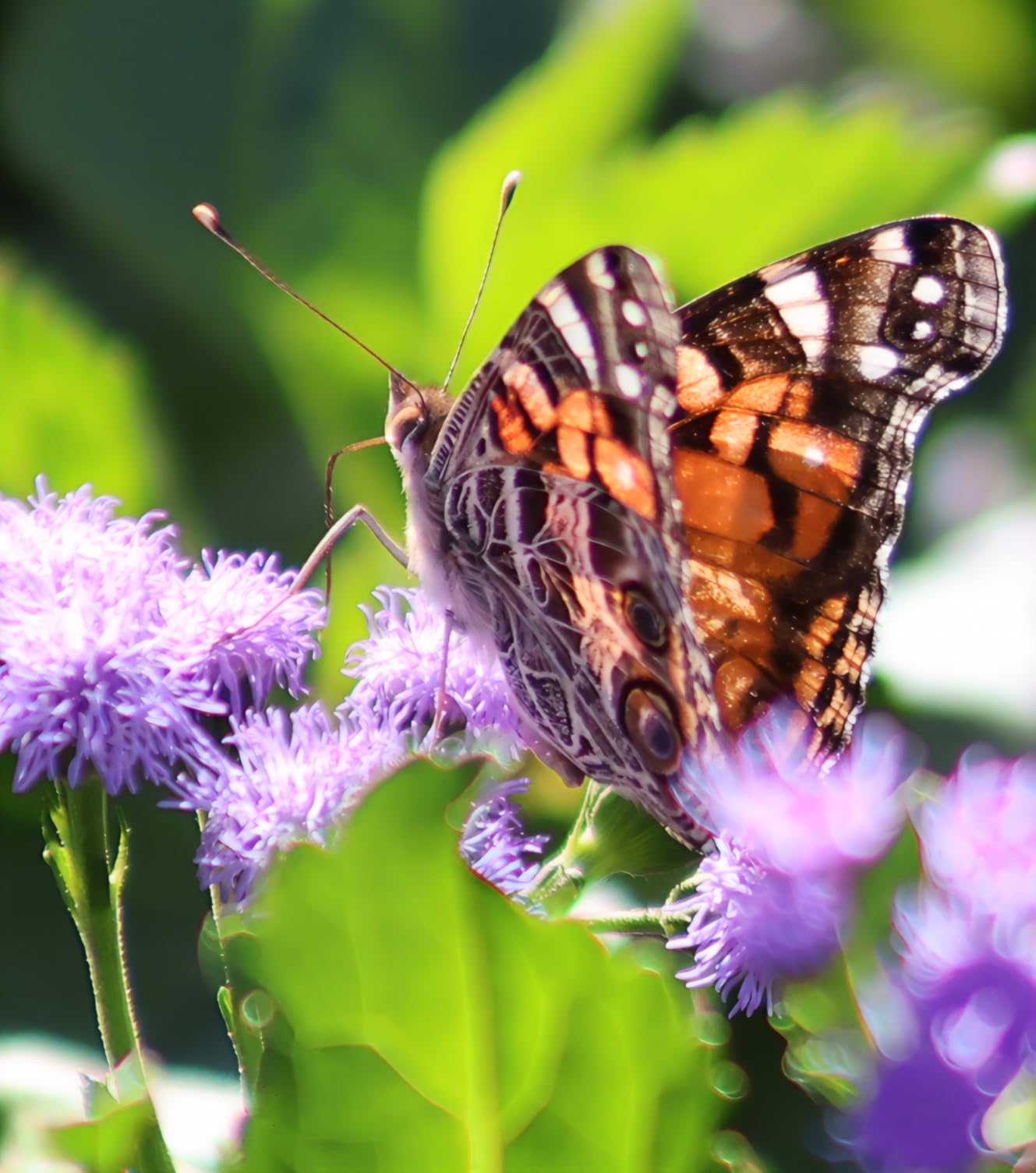 Canon EF 75-300mm f/4-5.6 III Telephoto Zoom Lens (Black) customer photo 1