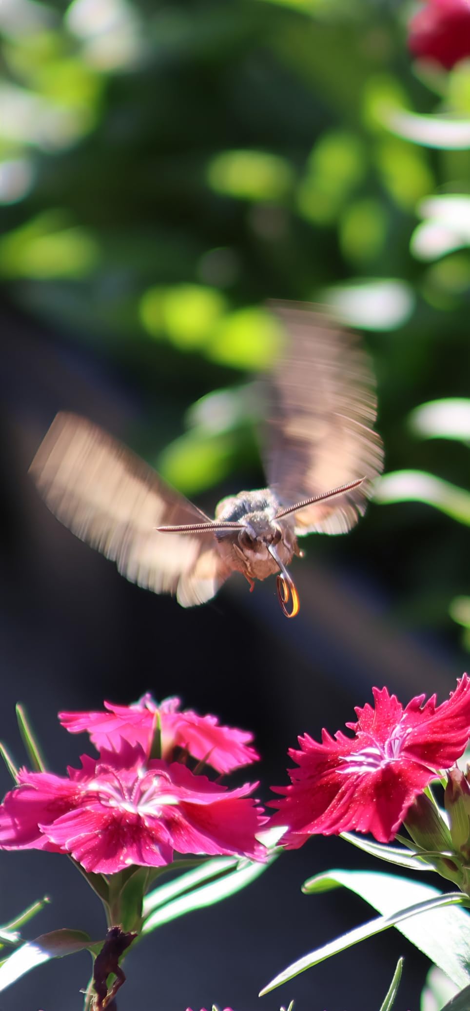 Canon EF 75-300mm f/4-5.6 III Telephoto Zoom Lens (Black) customer photo 2