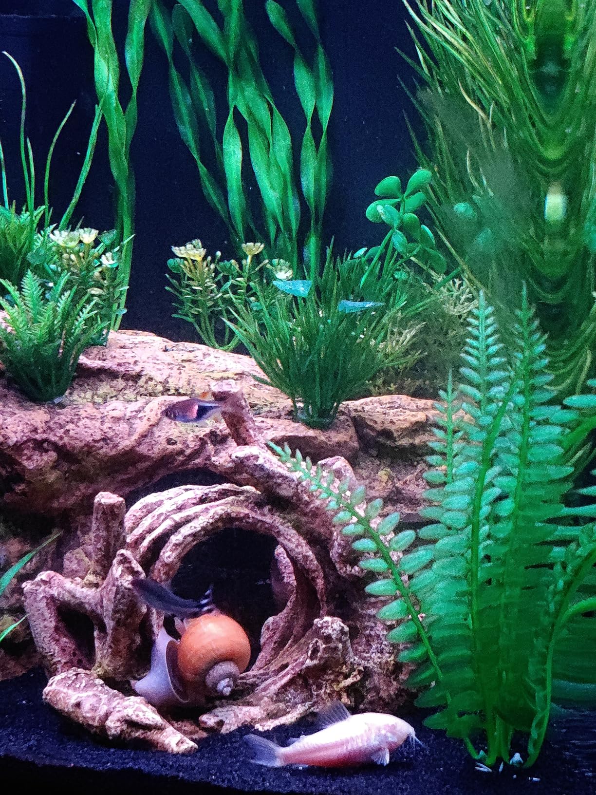 Coralife BioCube Aquarium Kit, Nano Tank, Customizable LED Lighting, for Saltwater and Freshwater Environments, 16 Gallons customer photo 2