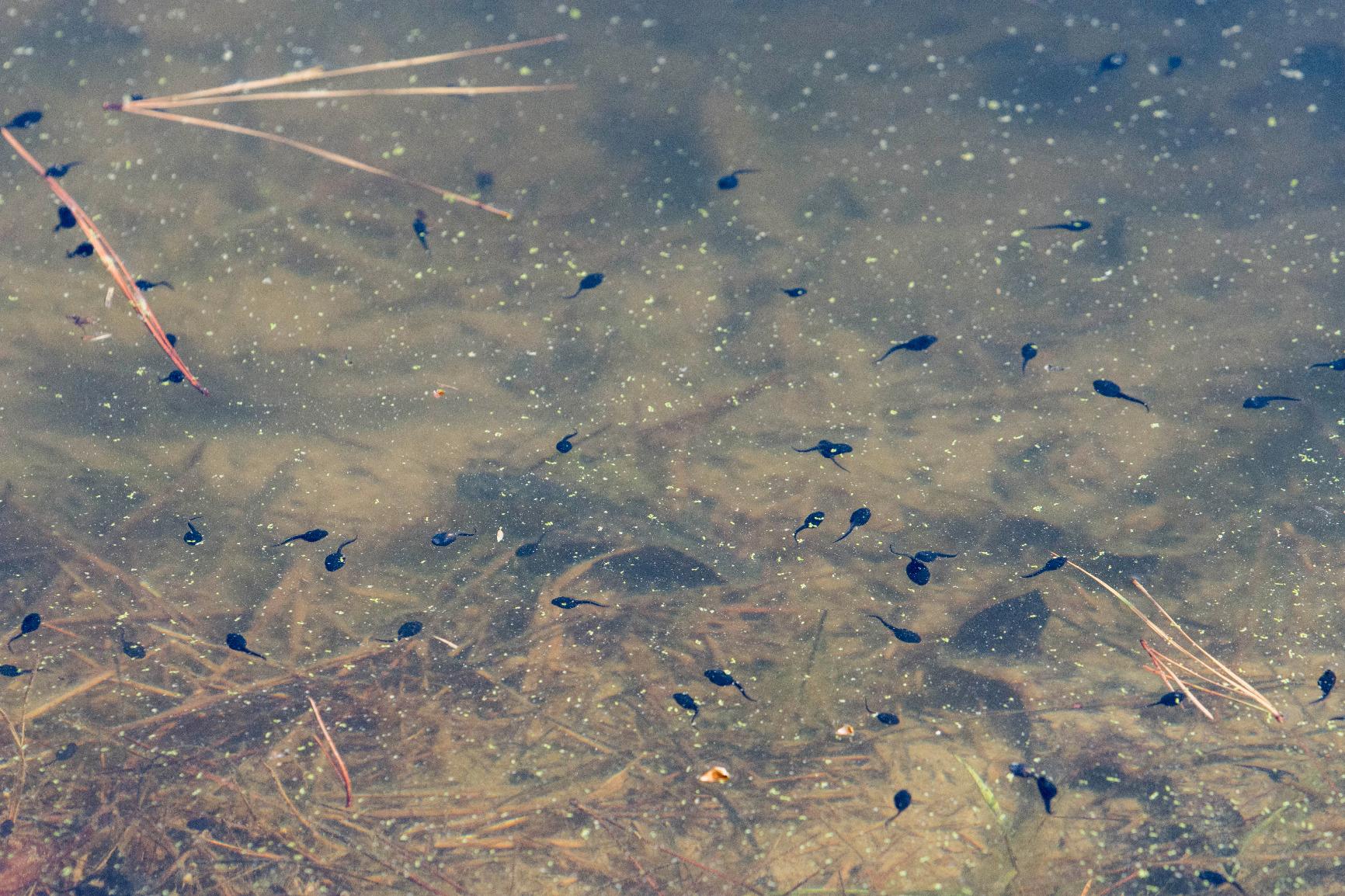 Tamron SP 70-200mm F/2.8 Di VC G2 for Nikon FX DSLR customer photo 2