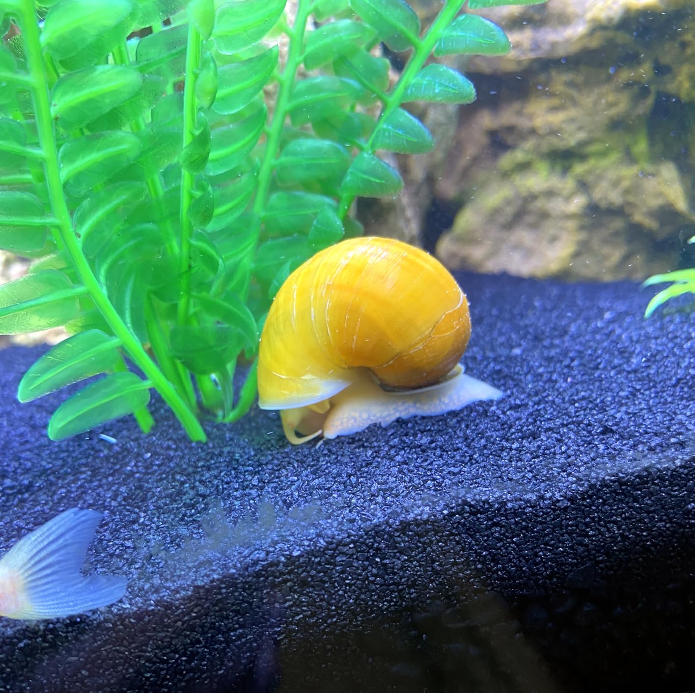 Coralife BioCube Aquarium Kit, Integrated 24-hour Timer, Customizable LED Lighting, for Saltwater and Freshwater Environments, 32 Gallon customer photo 1